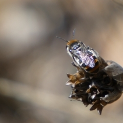 Lipotriches (Austronomia) australica at Jerrabomberra, NSW - 4 Mar 2022 03:25 PM