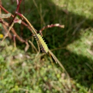 Doratifera quadriguttata at Northangera, NSW - 9 Mar 2022