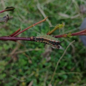 Doratifera quadriguttata at Northangera, NSW - 9 Mar 2022