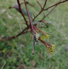 Doratifera quadriguttata at Northangera, NSW - 9 Mar 2022