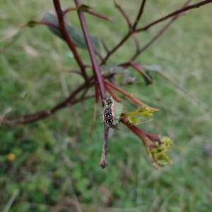 Doratifera quadriguttata at Northangera, NSW - 9 Mar 2022