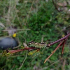 Doratifera quadriguttata at Northangera, NSW - 9 Mar 2022