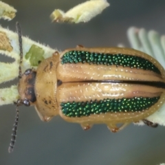 Calomela vittata (Acacia leaf beetle) at Throsby, ACT - 4 Mar 2022 by jb2602