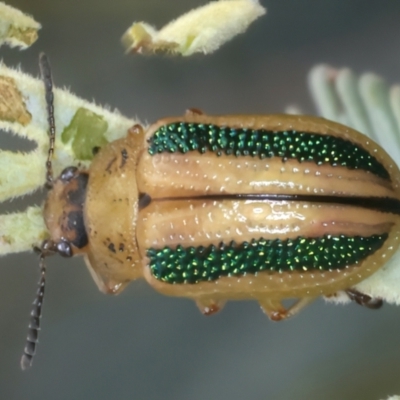 Calomela vittata (Acacia leaf beetle) at Throsby, ACT - 3 Mar 2022 by jb2602