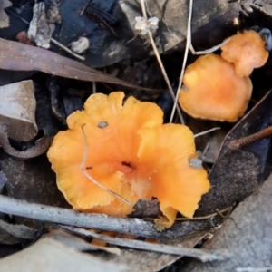 Cantharellus concinnus at Moruya, NSW - suppressed