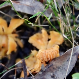 Cantharellus concinnus at Moruya, NSW - suppressed