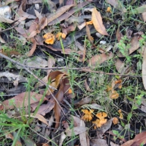 Cantharellus concinnus at Moruya, NSW - suppressed