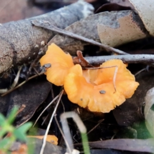 Cantharellus concinnus at Moruya, NSW - suppressed