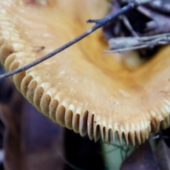 Unverified Fungus by LisaH