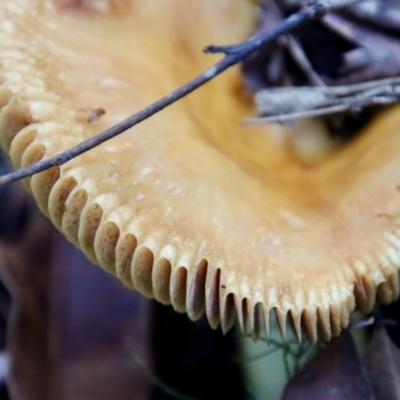 Unidentified Fungus at Moruya, NSW - 4 Mar 2022 by LisaH