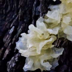 Tremella fuciformis (Snow Fungus) at Moruya, NSW - 4 Mar 2022 by LisaH