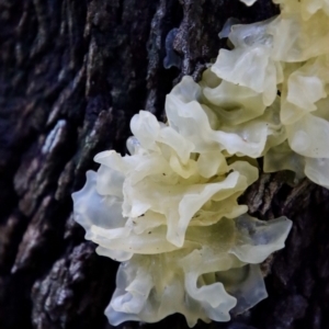 Tremella fuciformis at Moruya, NSW - suppressed