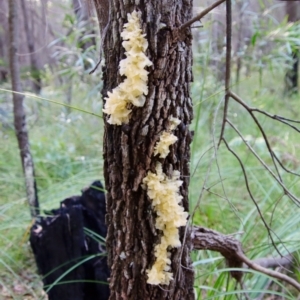 Tremella fuciformis at Moruya, NSW - suppressed