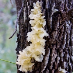 Tremella fuciformis at Moruya, NSW - 4 Mar 2022