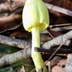 Leucocoprinus birnbaumii at Moruya, NSW - 4 Mar 2022 by LisaH