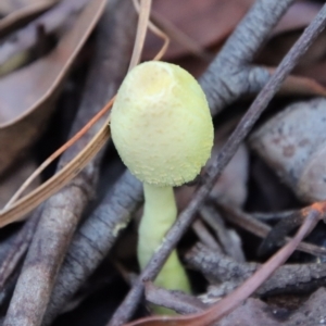 Leucocoprinus birnbaumii at Moruya, NSW - suppressed