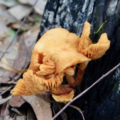 Unidentified Fungus at Moruya, NSW - 4 Mar 2022 by LisaH