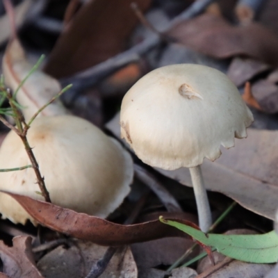 Unidentified Fungus at Moruya, NSW - 4 Mar 2022 by LisaH
