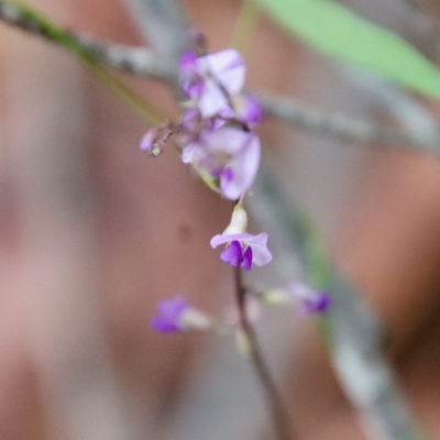 Glycine microphylla (Small-leaf Glycine) at Moruya, NSW - 4 Mar 2022 by LisaH