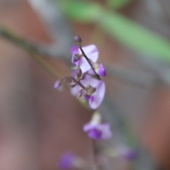 Glycine microphylla at Moruya, NSW - 4 Mar 2022