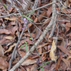 Glycine microphylla at Moruya, NSW - suppressed