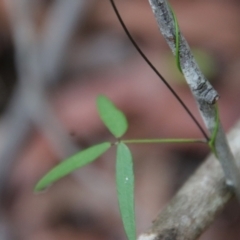 Glycine microphylla at Moruya, NSW - suppressed