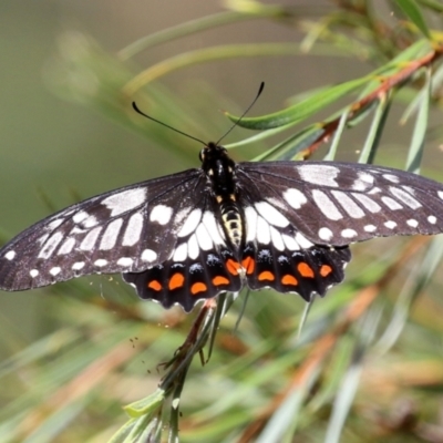 Papilio anactus (Dainty Swallowtail) at Jerrabomberra Wetlands - 4 Mar 2022 by RodDeb