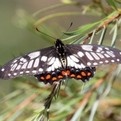 Papilio anactus (Dainty Swallowtail) at Jerrabomberra Wetlands - 4 Mar 2022 by RodDeb