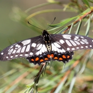 Papilio anactus at Fyshwick, ACT - 4 Mar 2022