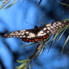 Papilio anactus at Fyshwick, ACT - 4 Mar 2022