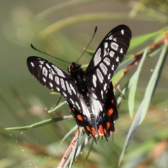 Papilio anactus at Fyshwick, ACT - 4 Mar 2022