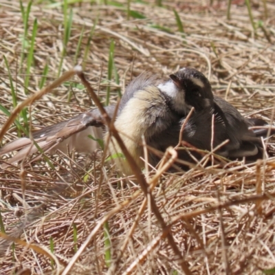 Rhipidura albiscapa (Grey Fantail) at Fyshwick, ACT - 4 Mar 2022 by RodDeb