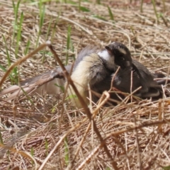 Rhipidura albiscapa (Grey Fantail) at Jerrabomberra Wetlands - 4 Mar 2022 by RodDeb