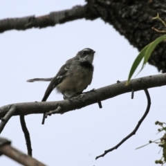 Rhipidura albiscapa at Fyshwick, ACT - 4 Mar 2022