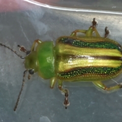Calomela juncta (Leaf beetle) at Goorooyarroo NR (ACT) - 4 Mar 2022 by jb2602