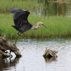 Ardea pacifica (White-necked Heron) at Jerrabomberra Wetlands - 4 Mar 2022 by RodDeb