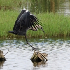 Ardea pacifica at Fyshwick, ACT - 4 Mar 2022