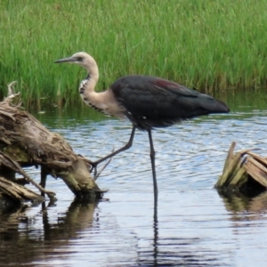 Ardea pacifica at Fyshwick, ACT - 4 Mar 2022