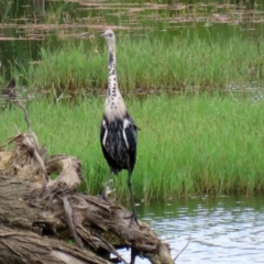 Ardea pacifica at Fyshwick, ACT - 4 Mar 2022