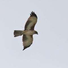Hieraaetus morphnoides (Little Eagle) by RodDeb