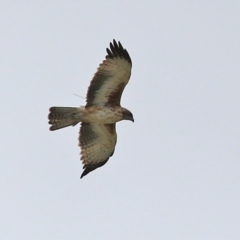 Hieraaetus morphnoides (Little Eagle) at Jerrabomberra Wetlands - 4 Mar 2022 by RodDeb