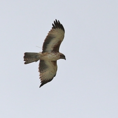 Hieraaetus morphnoides (Little Eagle) at Jerrabomberra Wetlands - 4 Mar 2022 by RodDeb