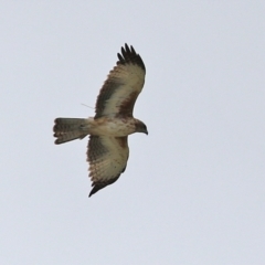 Hieraaetus morphnoides (Little Eagle) at Fyshwick, ACT - 4 Mar 2022 by RodDeb