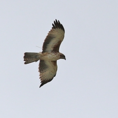 Hieraaetus morphnoides (Little Eagle) at Fyshwick, ACT - 4 Mar 2022 by RodDeb