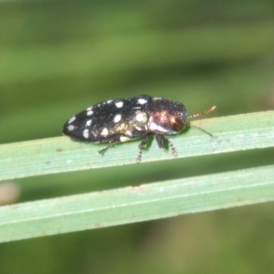 Diphucrania duodecimmaculata (12-spot jewel beetle) at Acton, ACT - 4 Mar 2022 by Harrisi