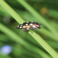 Diphucrania duodecimmaculata at Acton, ACT - 4 Mar 2022
