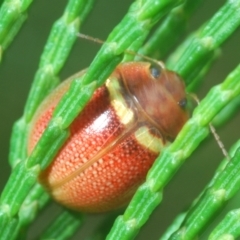 Paropsisterna sp. (genus) (A leaf beetle) at Woodstock Nature Reserve - 28 Feb 2022 by Harrisi