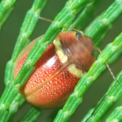 Paropsisterna sp. (genus) (A leaf beetle) at Coree, ACT - 28 Feb 2022 by Harrisi