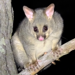 Trichosurus vulpecula at Holt, ACT - 4 Mar 2022 09:52 PM