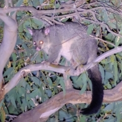 Trichosurus vulpecula (Common Brushtail Possum) at Ginninderry Conservation Corridor - 4 Mar 2022 by Kurt